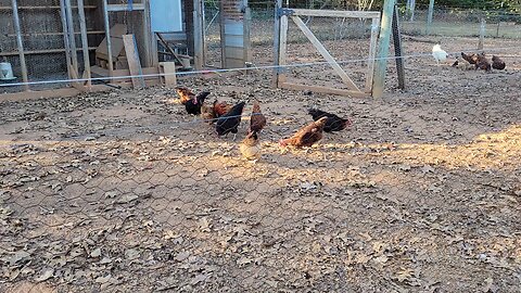 Happy Thanksgiving. Moving the hens.