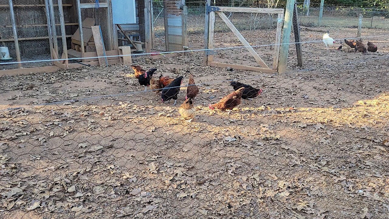 Happy Thanksgiving. Moving the hens.