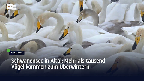 Schwanensee in Altai: Mehr als tausend Vögel kommen zum Überwintern