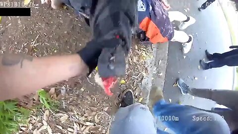 cops shoot man stabbing k9