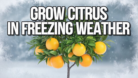 How to Successfully Grow Citrus in Freezing Weather on a Budget