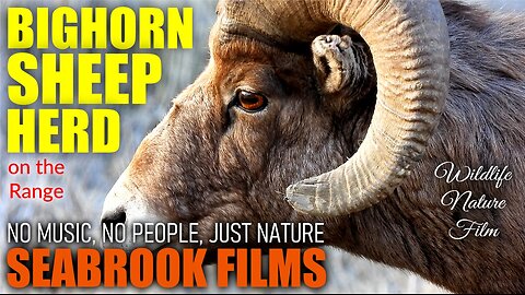 Bighorn Sheep Herd on the Range: Ovis canadensis in the Rocky Mountains