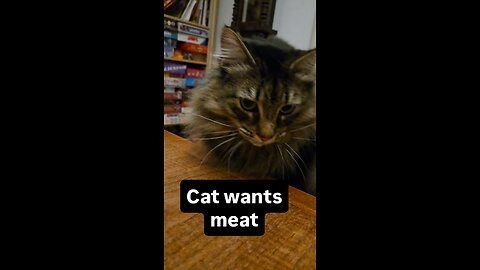 Meat loving cat freaks out 😻😹