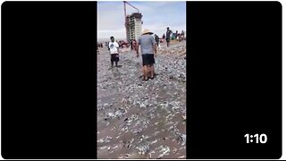 Thousands Of Dead Fish Have Suddenly Washed Up On A Beach In Chile.