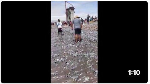 Thousands Of Dead Fish Have Suddenly Washed Up On A Beach In Chile.