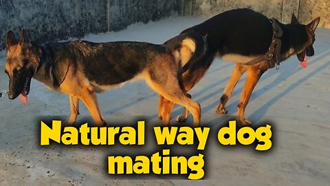 Natural German Shepherd Mating | कुत्ता Mating कैसे करे? Easiest way 💯% Puppies booking start 😊🙏