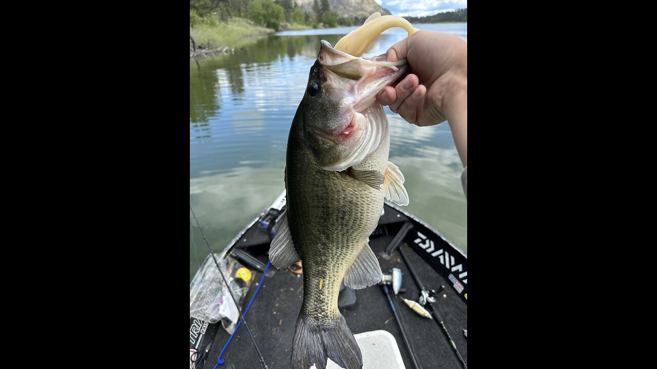5.10lb largemouth bass swimbait eat