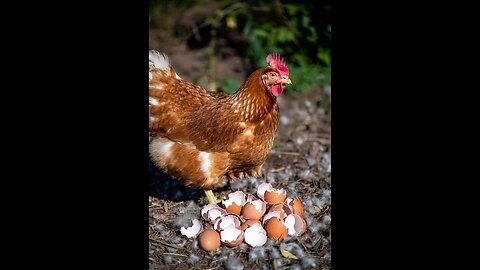 Hen Owners Swear by This Calcium Boost Hack! 🦪🐔