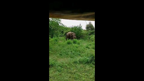 Wild elephant #wildlife