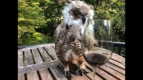September 25, 2020 - An Update from Henrietta the Hootch Owl