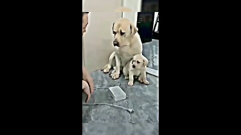 You CAN’T Handle this dog and her puppy’s reaction 🥺❤️‍🩹 #shorts