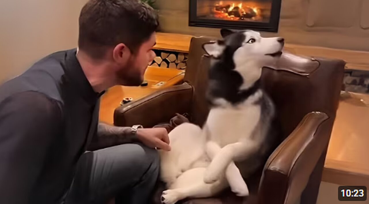 Dogs Can't Stop Being Sassy with their Human 🤣 Funny Animals Video 2025