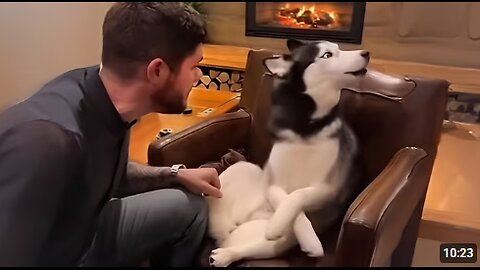 Dogs Can't Stop Being Sassy with their Human 🤣 Funny Animals Video 2025
