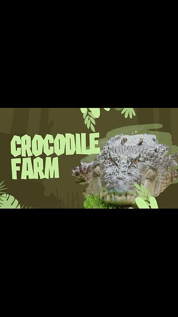Crocodile Wonderland: An Adventure Awaits!