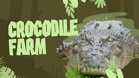 Crocodile Wonderland: An Adventure Awaits!