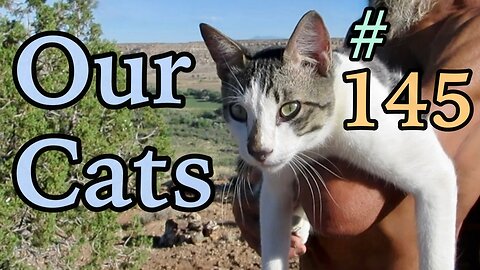 Our Cats #145 - Short Clip - Pasha's Crazy Cliff Climb