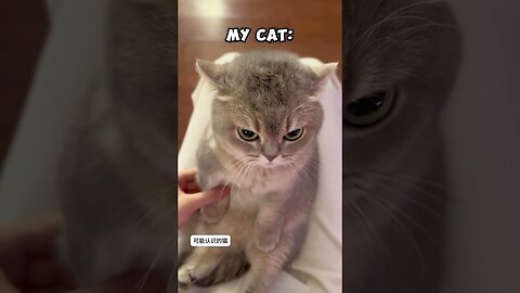 🔥 Other Cats vs MY Cat 😂 | Funniest Cat Moments! #cats #funnyshorts #pets