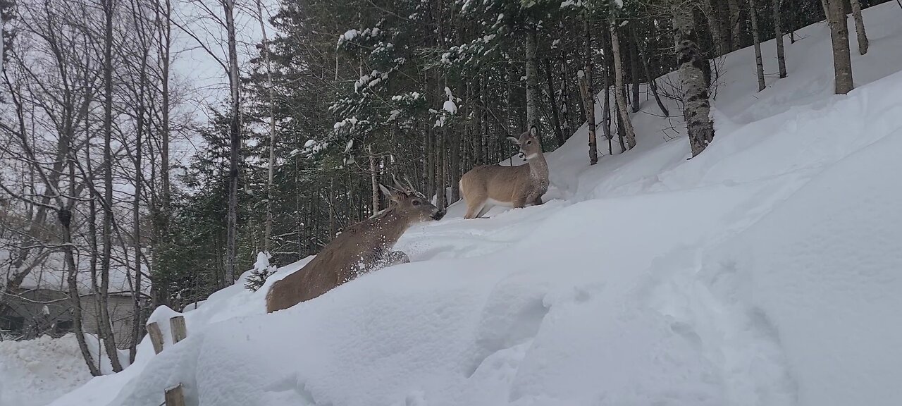 Deer struggle in the snow
