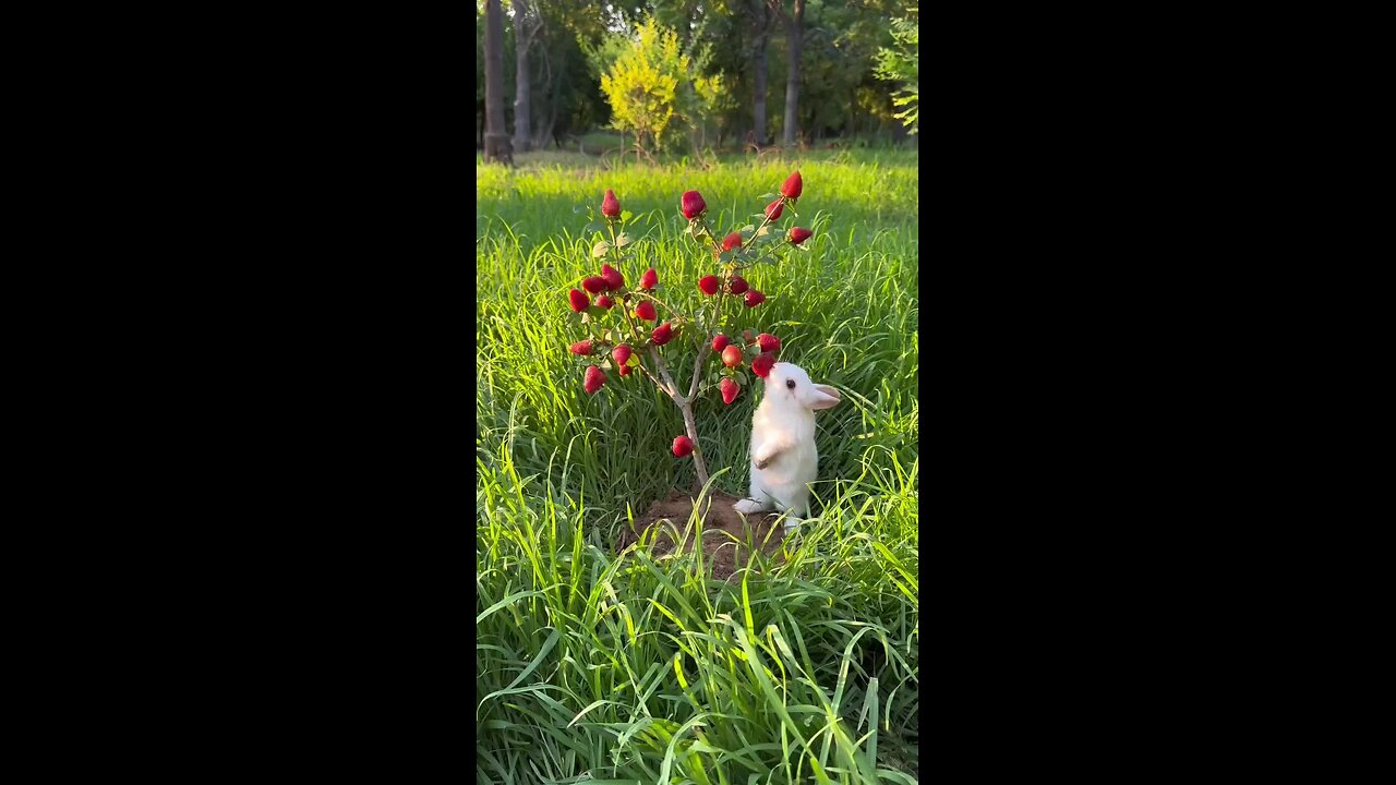 Beauty Of Rabbit