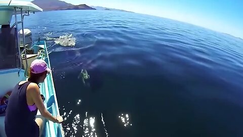 Wildlife_Rescue_Woman_Saves_Baby_Seal_from_Danger