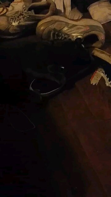 windigo attacking my shoes 😂