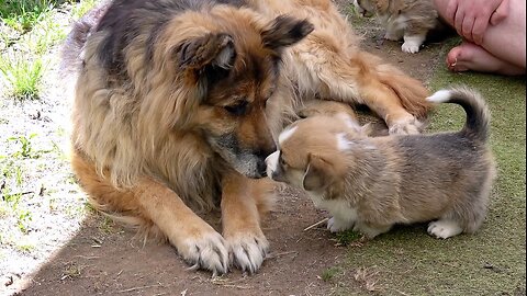 Seven's Litter Week 5