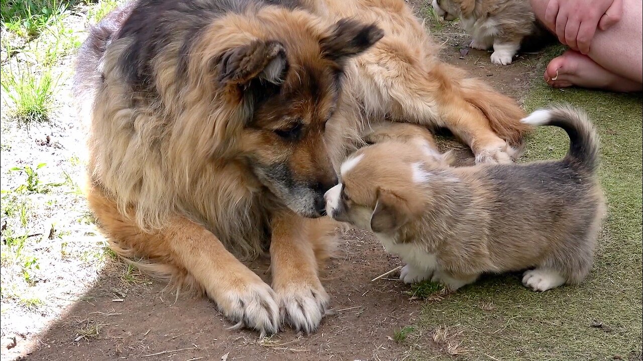 Seven's Litter Week 5