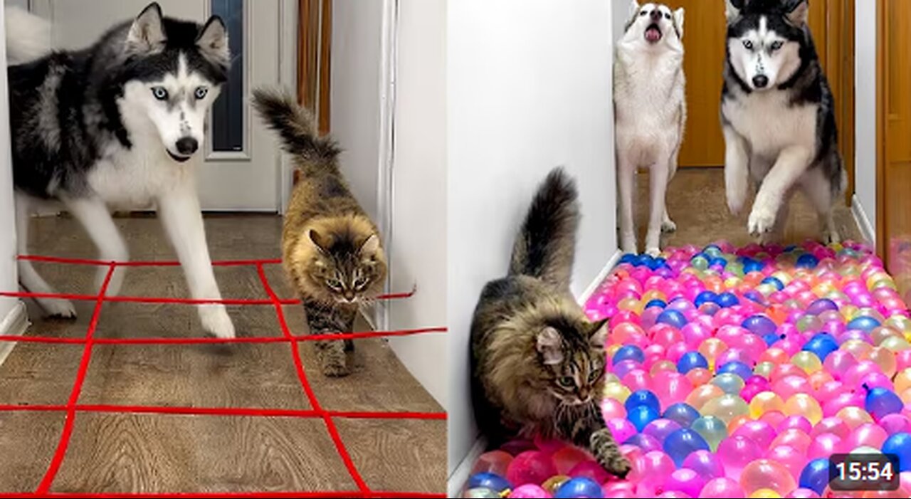 Owner Has NEW Challenges For Dogs And Cats EVERY DAY
