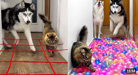 Owner Has NEW Challenges For Dogs And Cats EVERY DAY