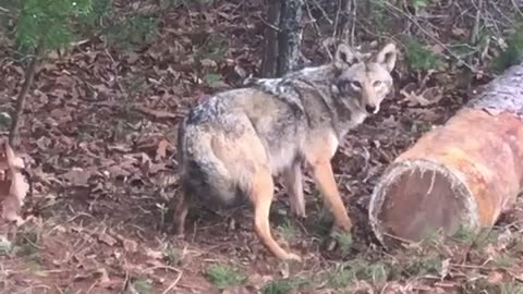 Coyote trapping