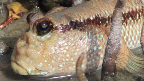 This Fish Can Climb Trees — Meet the Mudskipper!