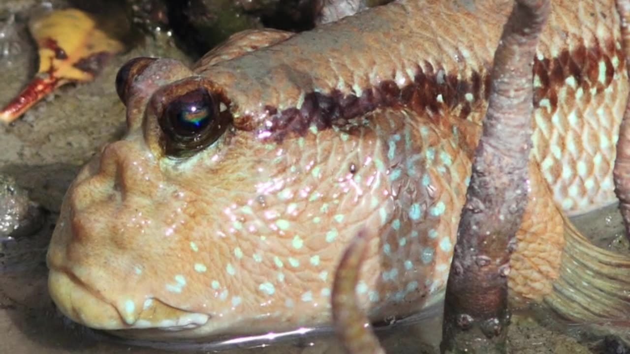This Fish Can Climb Trees — Meet the Mudskipper!