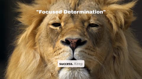 Lion Mentality Unleash Your Inner Greatness