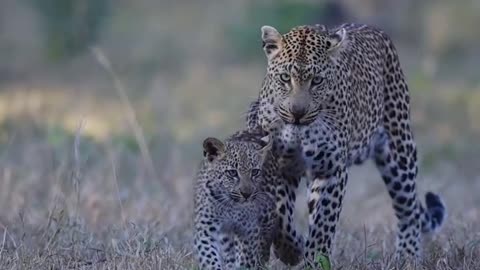 Big cat with his pupy Enjoying in jungle