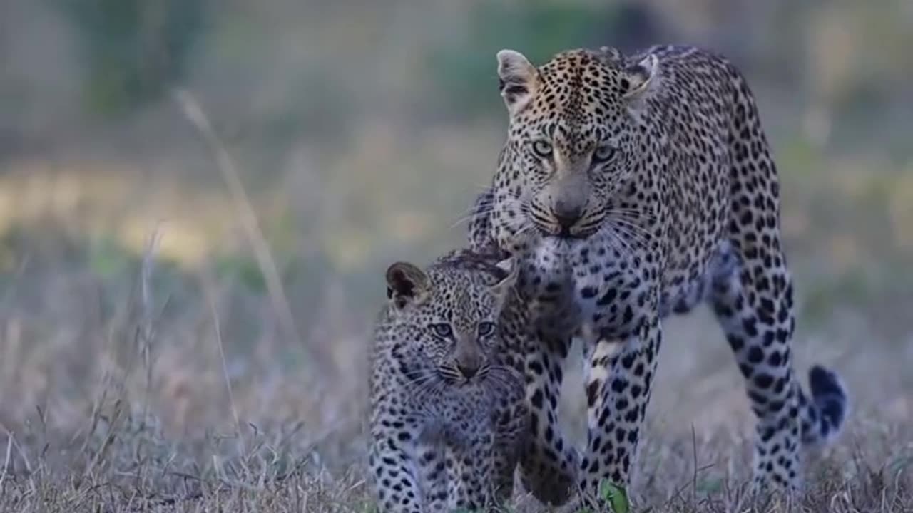 Big cat with his pupy Enjoying in jungle