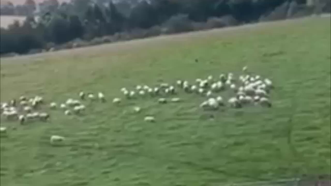 Border Collie at work