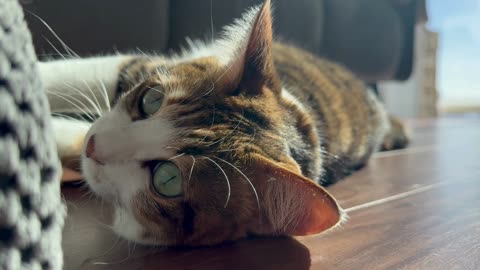Cat Chilling in the Sun Like a Boss ☀️😺