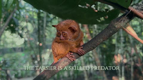 Tarsier – Nature’s Tiny Ninja! 🥷🐵