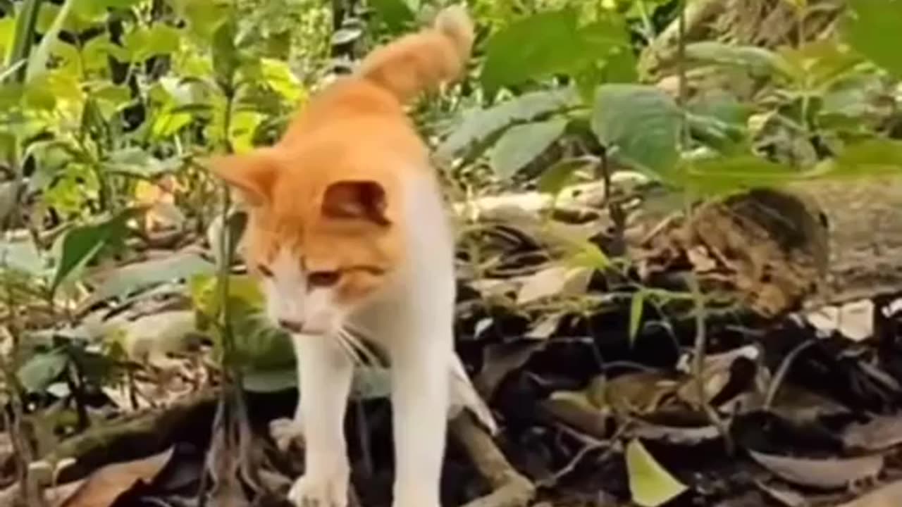 🐱😮 This Cat's Lightning-Fast Reaction Time Against A Snake! | FeedMyCuriosity