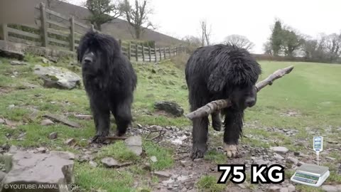 20 Largest Dogs in the World