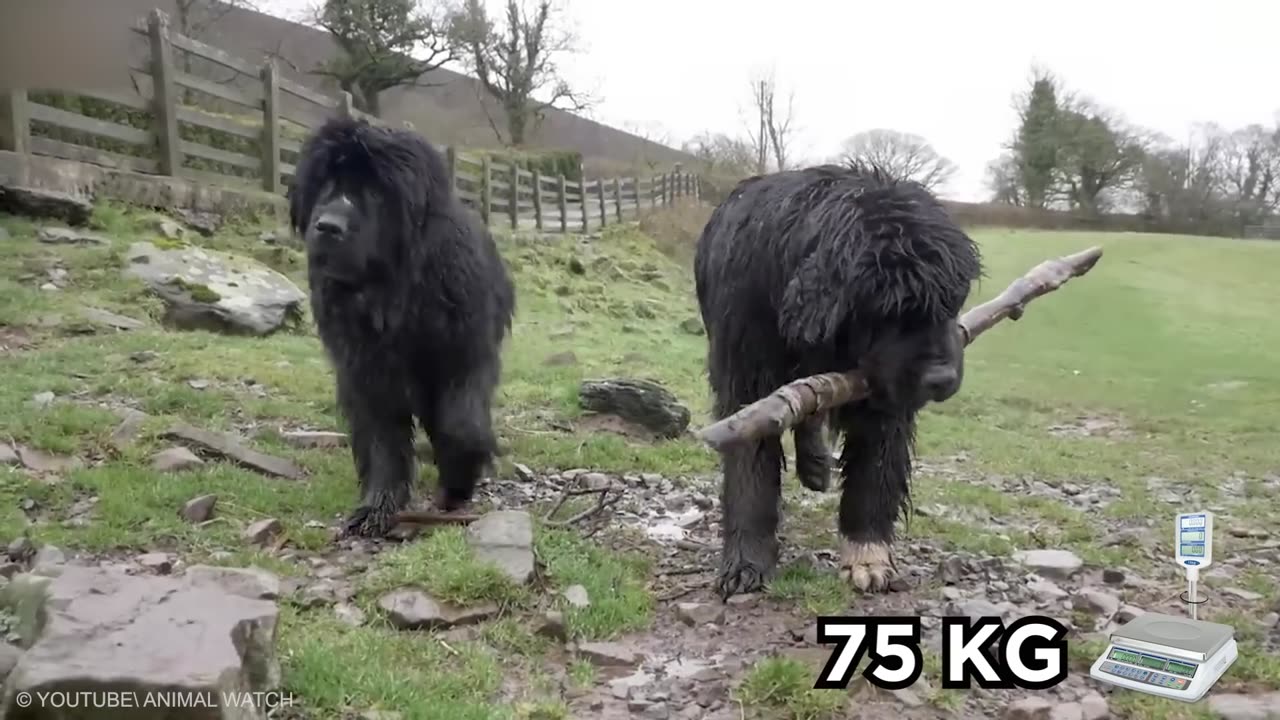 20 Largest Dogs in the World