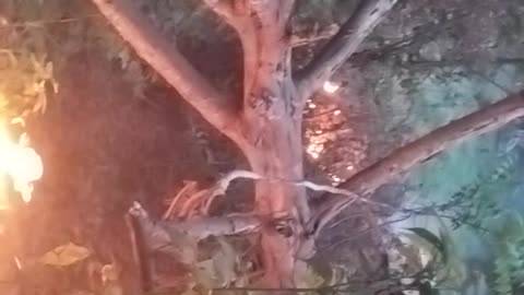 Burning Fallen Dried Leaves of Rubber Plants