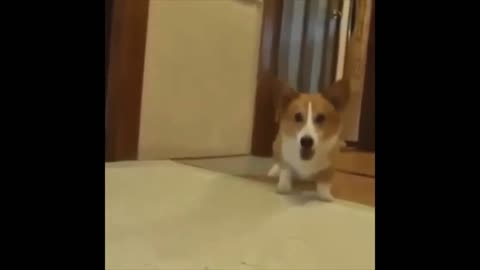 funny memes funny animal moment .funny videos 2021 fails of the week