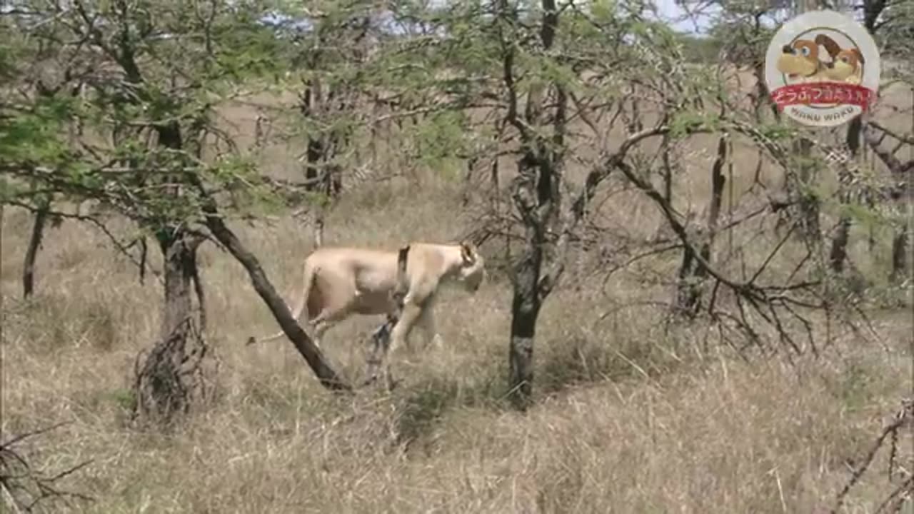 animals