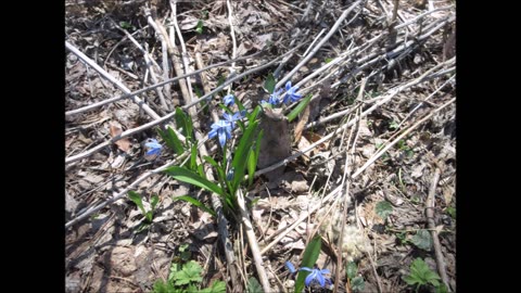 Under A Pine Tree Scilla April 2023