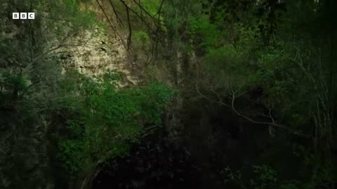 ‎Huge Bat Swarm Hunted by Skilled Aerial Predators | Wild Mexico | BBC Earth