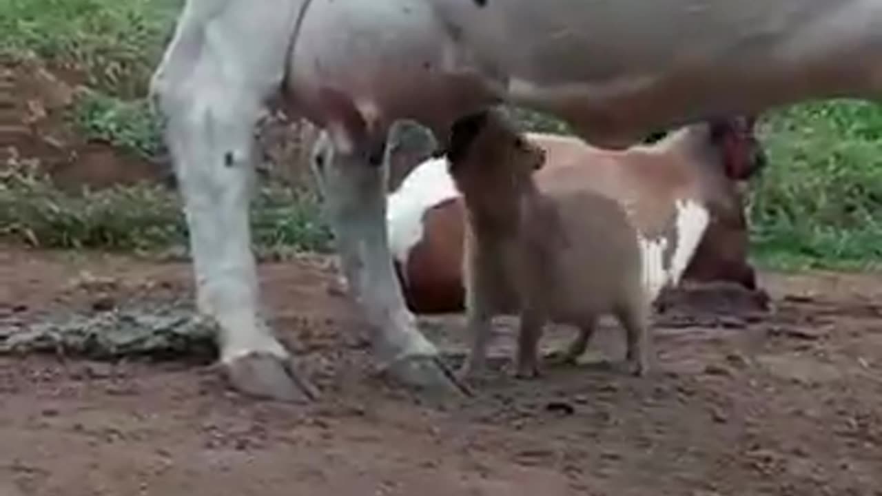 a capybara discovered that cows have an infinite food hack. 🦫