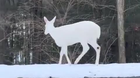 A rare and beautiful white deer spotted in Gulmarg, Kashmir.