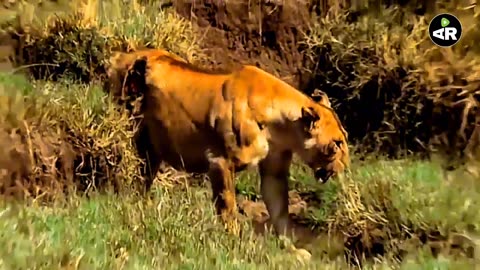 How does a lion attack || Discovery 🌍