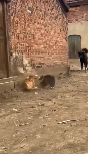 Funny videos 🤣 of dogs and cats 😂 fight